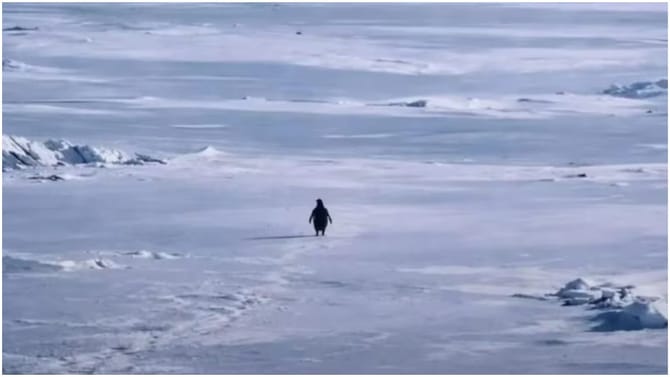 ಪೆಂಗ್ವಿನ್ 70 ಕಿಮೀ ನಡೆದು ಹೋಗಿದ್ದೇಕೆ? ಇದರ ಹಿಂದಿನ ಅಸಲಿ ಕಥೆ ಇಲ್ಲಿದೆ