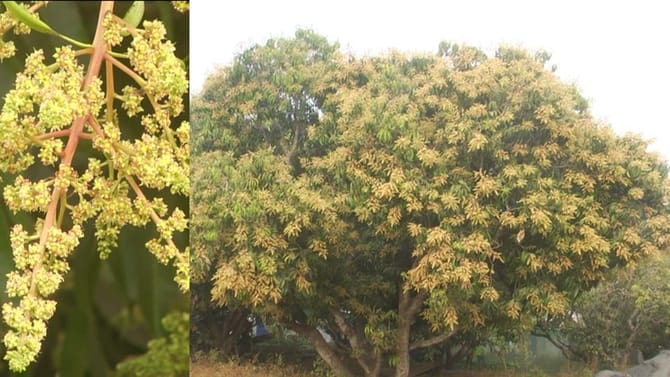 ಮತ್ತೆ ಸಂಕಷ್ಟದಲ್ಲಿ ಧಾರವಾಡ ಮಾವು ಬೆಳೆಗಾರರು: ಹಣ್ಣಿನ ರಾಜನಿಗೆ ರೋಗ