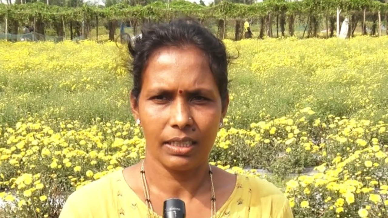 ಆಗಸ್ಟ್ನಲ್ಲಿ ಭತ್ತದ ಕಟಾವು ಮುಗಿಸಿದ ಬಳಿಕ ಕೃಷಿಕರು ಗದ್ದೆಗಳಲ್ಲಿ ಸೇವಂತಿಗೆ ಗಿಡಗಳನ್ನು ನಾಟಿ ಮಾಡುತ್ತಾರೆ. ಮೂರು ತಿಂಗಳ ಪೋಷಣೆಯ ನಂತರ ಜನವರಿ ಎರಡನೇ ವಾರದಲ್ಲಿ ಹೂ ಕಟಾವು ಆರಂಭವಾಗುತ್ತದೆ. ಸಂಕ್ರಾಂತಿ ಹಬ್ಬದ ಮೊದಲ ದಿನ ಮೊದಲ ಹೂ ಕೊಯ್ಲನ್ನು ಬುಟ್ಟಿಯಲ್ಲಿ ತುಂಬಿಕೊಂಡು ಮಾರಣಕಟ್ಟೆ ಬ್ರಹ್ಮಲಿಂಗೇಶ್ವರನಿಗೆ ಅರ್ಪಿಸಿದ ಬಳಿಕವೇ ಉಳಿದ ಹೂವನ್ನು ಮಾರಾಟ ಮಾಡಬೇಕು.