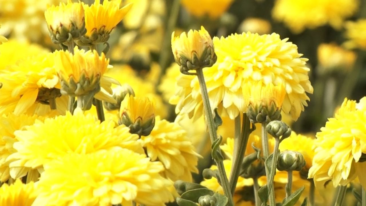 ಮಾರಣಕಟ್ಟೆ ಜಾತ್ರೆಯಂದು ಪ್ರತಿ ವರ್ಷ ಇಲ್ಲಿನ ಈ ಸೇವಂತಿಯನ್ನು ತಮ್ಮ ತೋಟದಲ್ಲಿ ಬೆಳೆಯುತ್ತಾರೆ. ಕರಾವಳಿ ಭಾಗದಲ್ಲಿ ಎರಡು ಕಡೆ ಮಾತ್ರ ದೇವರ ಜಾತ್ರೆಗೆ ಹಣ್ಣು ಹಾಗೂ ಹೂವಿನ ಕೃಷಿ ಮಾಡುವುದು, ಒಂದು ದಕ್ಷಿಣ ಕನ್ನಡ ಪೊಳಲಿ ಶ್ರೀ ರಾಜರಾಜೇಶ್ವರಿ ಕಲ್ಲಂಗಡಿಯನ್ನು ಹಾಗೂ ಮಾರಣಕಟ್ಟೆ ಬ್ರಹ್ಮಲಿಂಗೇಶ್ವರ ದೇವಸ್ಥಾನದಲ್ಲಿ ಸೇವಂತಿಗೆ ಹೂ.