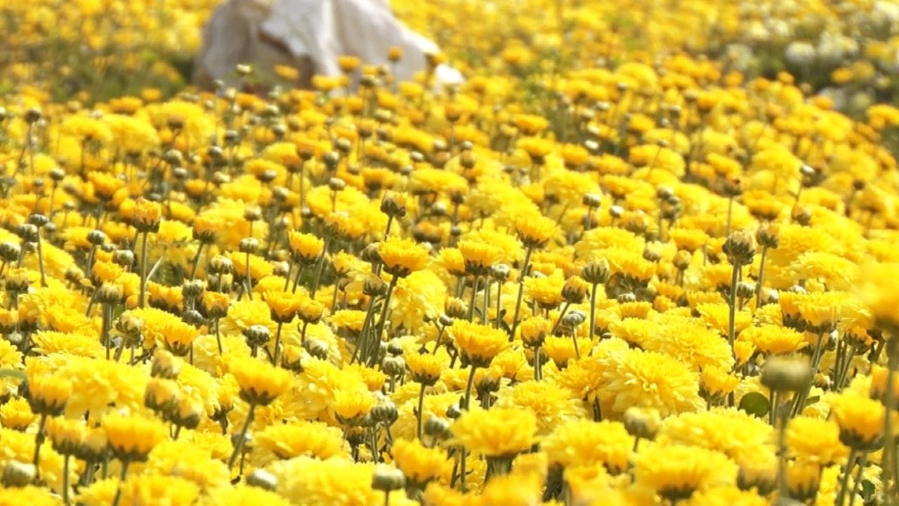 ಹಳದಿ ಬಣ್ಣದ, ಕಣ್ಮನ ಸೆಳೆಯುವ ಸುವಾಸನೆಯ ಸೇವಂತಿಗೆ ಬ್ರಹ್ಮಲಿಂಗೇಶ್ವರನ ಜಾತ್ರೆ ಬೇಕೇಬೇಕು. ತಲೆ ಮೇಲೆ ಹಣ್ಣು–ಕಾಯಿ ಹಾಗೂ ಹರಕೆ ಹೊತ್ತುಸಾಗುವ ಭಕ್ತರ ಬುಟ್ಟಿಯಲ್ಲಿ ಸೇವಂತಿಗೆಗೆ ವಿಶೇಷ ಸ್ಥಾನವಿದೆ. ಬ್ರಹ್ಮಲಿಂಗೇಶ್ವರನಿಗೆ ಅತ್ಯಂತ ಪ್ರಿಯವಾದ ಹೂ ಎನ್ನಲಾಗುವ ಸೇವಂತಿಗೆ ಇಷ್ಟಾರ್ಥಗಳ ಈಡೇರಿಕೆಗೆ ಭಕ್ತರಿಂದ ಹರಕೆಯಾಗಿ ಸಮರ್ಪಣೆ ಆಗುತ್ತದೆ.