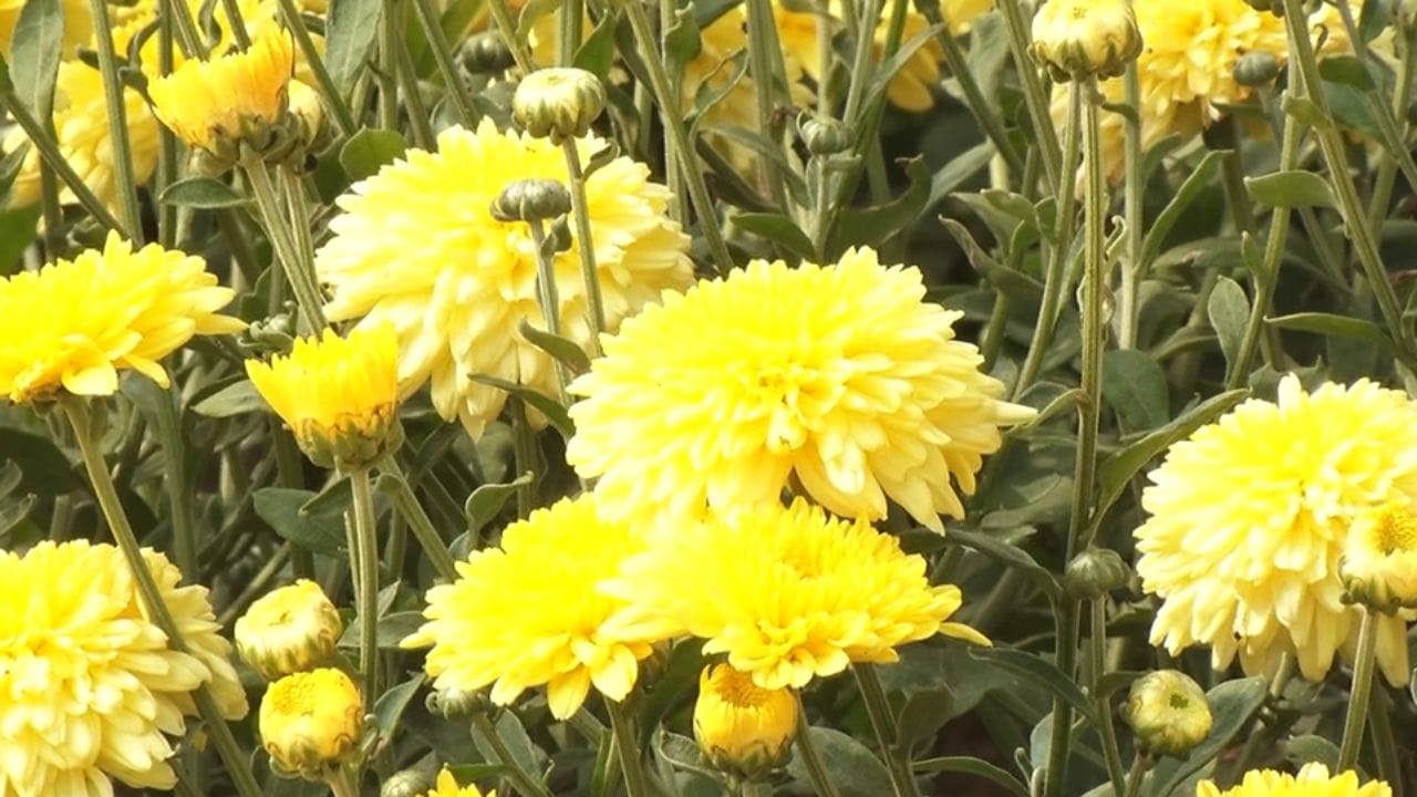 ಮಾರಣಕಟ್ಟೆ ಜಾತ್ರೆಯ ಬಳಿಕ ಹೆಮ್ಮಾಡಿ ಸೇವಂತಿಗೆ ಜಿಲ್ಲೆಯ ವಿವಿಧ ಭಾಗಗಳಲ್ಲಿ ನಡೆಯುವ ಜಾತ್ರೆ, ಉತ್ಸವ, ಕೆಂಡ ಮಹೋತ್ಸವ, ಕೋಲ ಸೇರಿದಂತೆ ಧಾರ್ಮಿಕ ಕಾರ್ಯಕ್ರಮಗಳಿಗೆ ಕಳಿಸಲಾಗುತ್ತದೆ. ಆದರೆ ಹವಾಮಾನ ವೈಪರೀತ್ಯ, ಕಾರ್ಮಿಕರ ಕೊರತೆ ಸೇರಿದಂತೆ ಹಲವು ಕಾರಣಗಳಿಂದ ಸೇವಂತಿಗೆ ಬೆಳೆಗಾರರು ಆರ್ಥಿಕ ನಷ್ಟ ಅನುಭವಿಸುತ್ತಿದ್ದಾರೆ. ಇದರಿಂದ ಕೆಲ ಕೃಷಿಕರು ಸೇವಂತಿಗೆ ಬೆಳೆಯಿಂದ ಹಿಂದೆ ಸರಿದಿದ್ದಾರೆ.