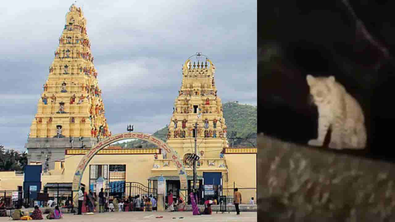 ಹೊಸ ರೂಲ್ಸ್: ಮಲೆ ಮಹದೇಶ್ವರಬೆಟ್ಟಕ್ಕೆ ತೆರಳುವ ಭಕ್ತಾದಿಗಳಿಗೆ ಮಹತ್ವದ ಸೂಚನೆ