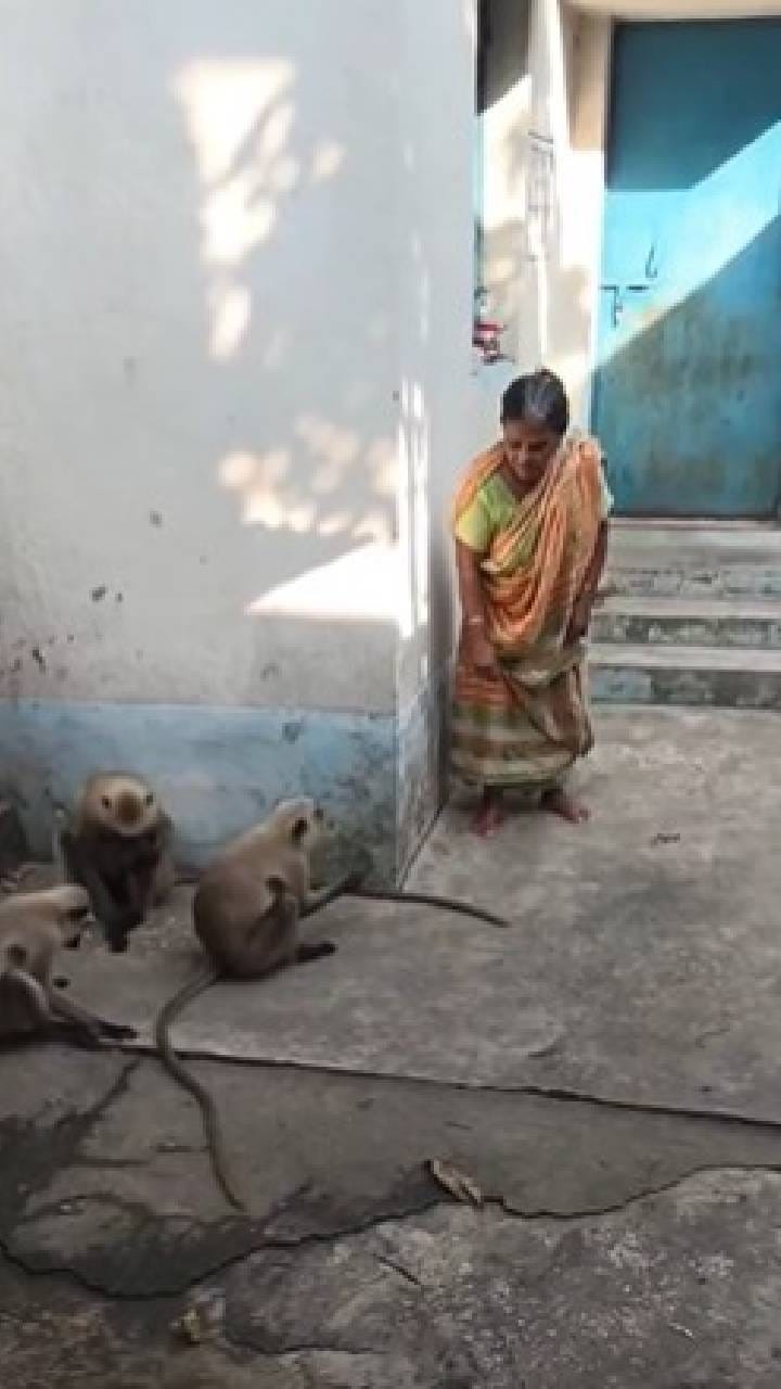 ಕೋತಿಯ ಬಾಲ ಎಳೆದ ಅಜ್ಜಿ, ಆಮೇಲೇನಾಯ್ತು ನೋಡಿ