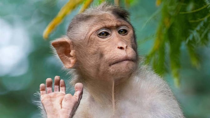 ಕುಂದಾಪುರದಲ್ಲಿ 5 ಕೋತಿಗಳ ಸಾವು: ಮಲೆನಾಡಲ್ಲಿ ಮಂಗನ ಕಾಯಿಲೆ ಆತಂಕ