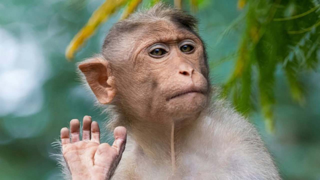 ಕುಂದಾಪುರದಲ್ಲಿ 5 ಕೋತಿಗಳ ಸಾವು: ಮಲೆನಾಡಲ್ಲಿ ಮಂಗನ ಕಾಯಿಲೆ ಆತಂಕ ಕುಂದಾಪುರದಲ್ಲಿ 5 ಕೋತಿಗಳ ಸಾವು: ಮಲೆನಾಡಲ್ಲಿ ಮಂಗನ ಕಾಯಿಲೆ ಆತಂಕ