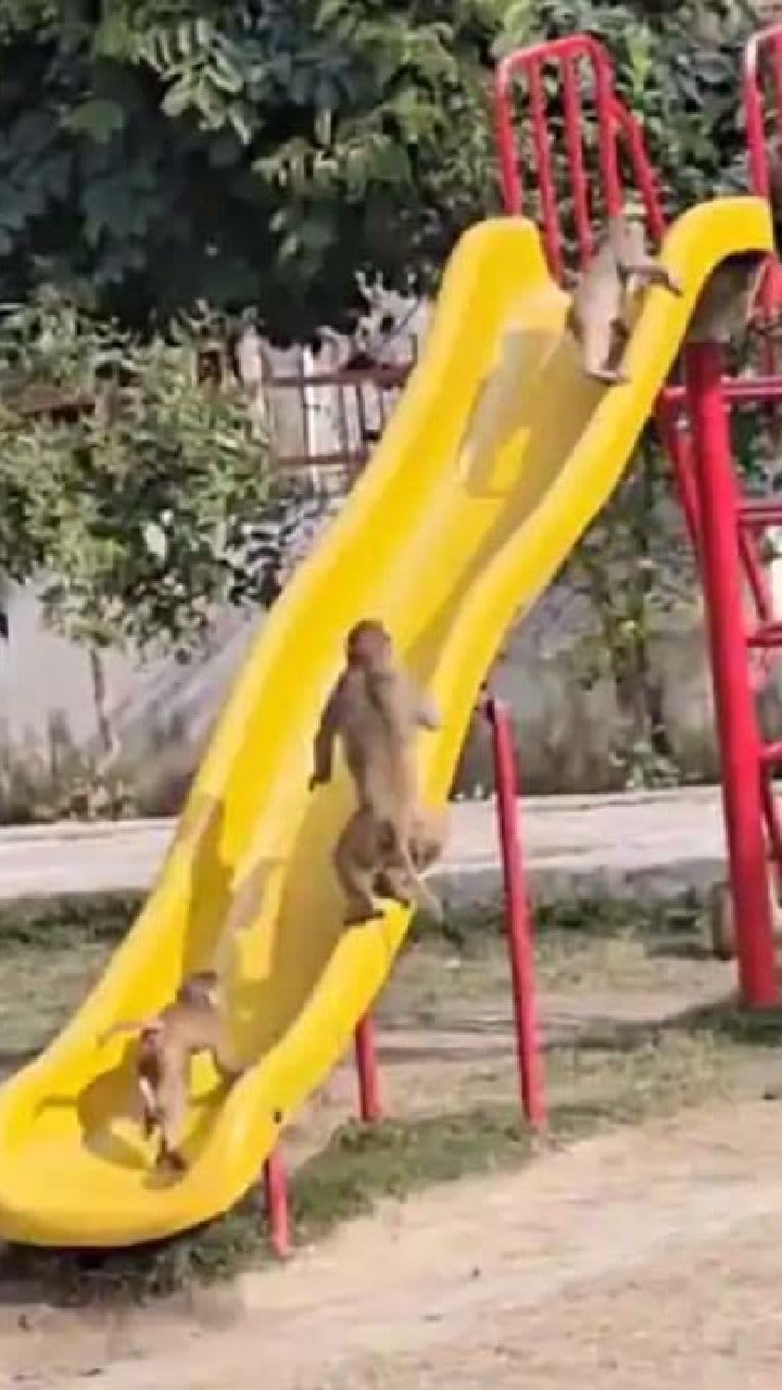 ಪಾರ್ಕ್​ನಲ್ಲಿ ಕೋತಿಗಳ ಜಾರುಬಂಡಿ ಆಟ!