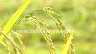 ಅಳಿವಿನಂಚಿನಲ್ಲಿ ದೇಶಿ ಅಕ್ಕಿ ತಳಿ ಮುಗದ ಸಿರಿ, ಸುಗಂಧ: ಔಷಧೀಯ ಗುಣ, ಪೌಷ್ಟಿಕಾಂಶಗಳ ಕಣಜವೇ ಇದರಲ್ಲಿದೆಯಂತೆ!