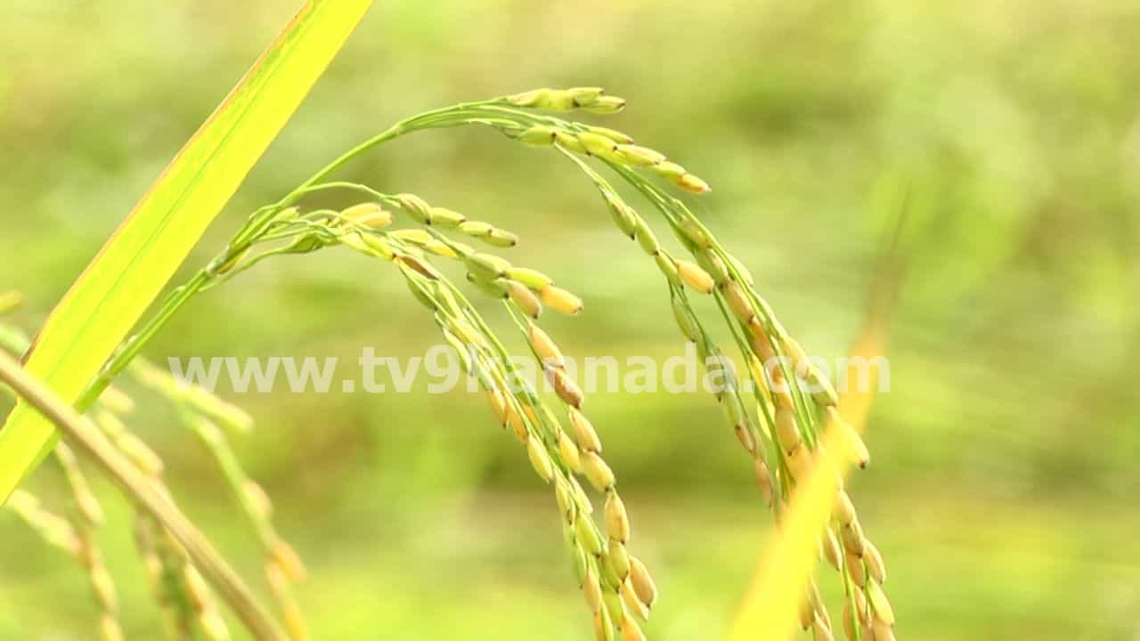 ಅಳಿವಿನಂಚಿನಲ್ಲಿ ದೇಶಿ ಅಕ್ಕಿ ತಳಿ ಮುಗದ ಸಿರಿ, ಸುಗಂಧ: ಔಷಧೀಯ ಗುಣ, ಪೌಷ್ಟಿಕಾಂಶಗಳ ಕಣಜವೇ ಇದರಲ್ಲಿದೆಯಂತೆ! ಅಳಿವಿನಂಚಿನಲ್ಲಿ ದೇಶಿ ಅಕ್ಕಿ ತಳಿ ಮುಗದ ಸಿರಿ, ಸುಗಂಧ: ಔಷಧೀಯ ಗುಣ, ಪೌಷ್ಟಿಕಾಂಶಗಳ ಕಣಜವೇ ಇದರಲ್ಲಿದೆಯಂತೆ!