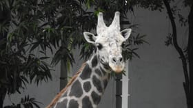 ಇನ್ಮುಂದೆ ಸಿಗಲ್ಲ ಜಿರಾಫೆ 'ಯುವರಾಜ'