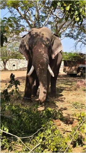 ಮೈಸೂರು ಏರ್​ಪೋರ್ಟ್ ಬಳಿ ಹುಲಿ ಸೆರೆ ಕಾರ್ಯಾಚರಣೆ