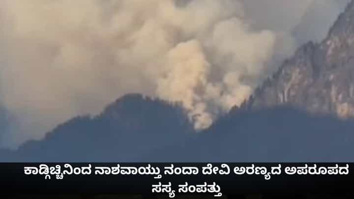 ಕಾಡ್ಗಿಚ್ಚಿನಿಂದ ನಾಶವಾಯ್ತು ಉತ್ತರಾಖಂಡದ ನಂದಾ ದೇವಿ ಅರಣ್ಯದ ಅಪರೂಪದ ಸಸ್ಯ ಸಂಪತ್ತು ಕಾಡ್ಗಿಚ್ಚಿನಿಂದ ನಾಶವಾಯ್ತು ಉತ್ತರಾಖಂಡದ ನಂದಾ ದೇವಿ ಅರಣ್ಯದ ಅಪರೂಪದ ಸಸ್ಯ ಸಂಪತ್ತು