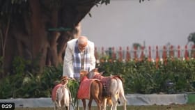 ಗೋ ಸೇವೆ ಮಾಡುವ ಮೂಲಕ ಸಂಕ್ರಾಂತಿಯನ್ನು ಅರ್ಥಪೂರ್ಣವಾಗಿ ಆಚರಿಸಿದ ಮೋದಿ