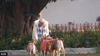 Video: ಗೋ ಸೇವೆ ಮಾಡುವ ಮೂಲಕ ಸಂಕ್ರಾಂತಿಯನ್ನು ಅರ್ಥಪೂರ್ಣವಾಗಿ ಆಚರಿಸಿದ ಪ್ರಧಾನಿ ಮೋದಿ