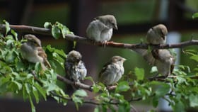 ರಾಷ್ಟ್ರೀಯ ಪಕ್ಷಿ ದಿನವನ್ನು ಆಚರಿಸುವುದೇಕೆ?