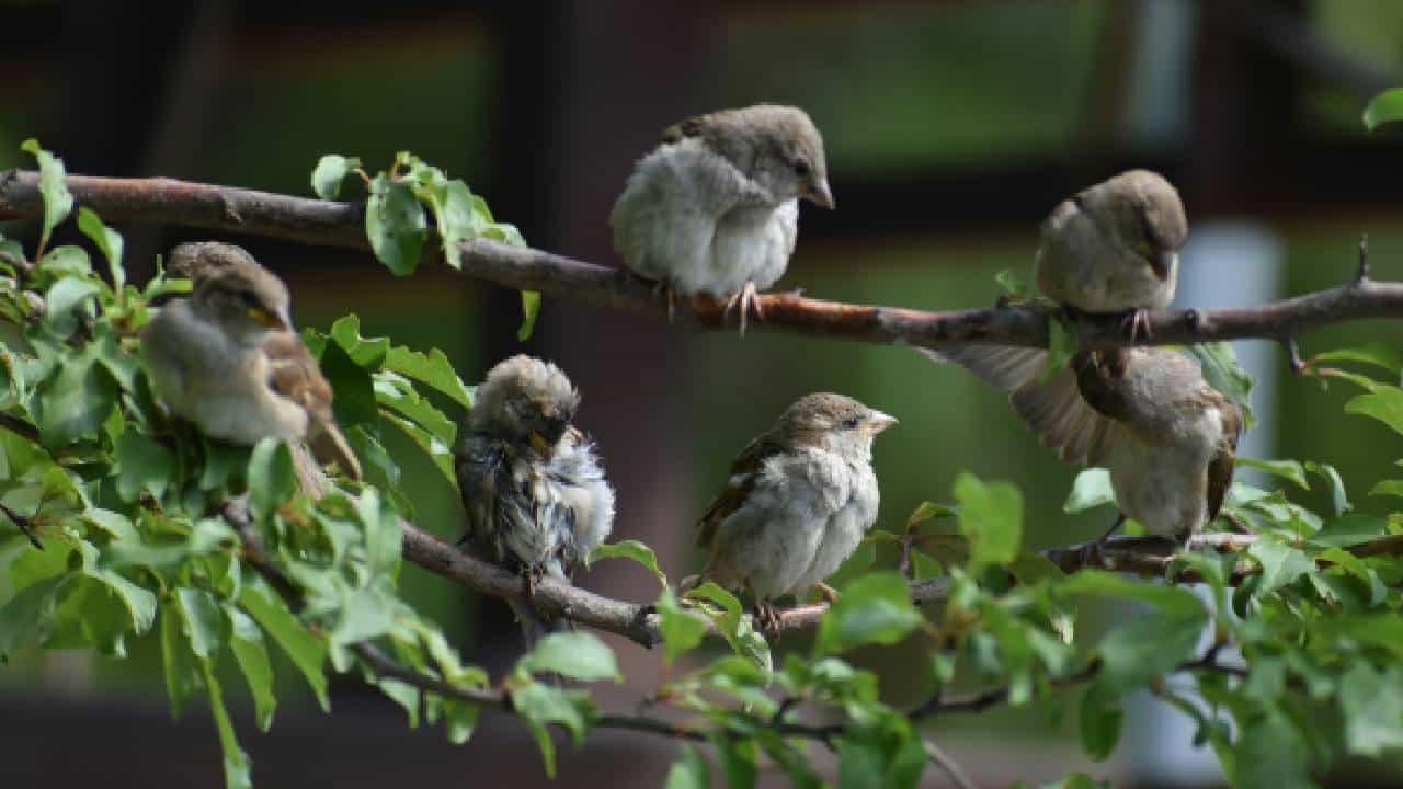 National Bird Day 2026: ಪಕ್ಷಿಗಳಿಗೆ ಜೀವಿಸಲು ಸ್ವಚ್ಛಂದ ಪರಿಸರ ನಿರ್ಮಿಸೋಣ National Bird Day 2026: ಪಕ್ಷಿಗಳಿಗೆ ಜೀವಿಸಲು ಸ್ವಚ್ಛಂದ ಪರಿಸರ ನಿರ್ಮಿಸೋಣ