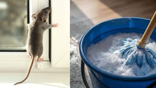 ಈ ಜ್ಯೂಸ್‌ ಕುಡಿಯಿರಿ, ನಿಮ್ಮ ಹೊಟ್ಟೆಯ ಕೊಬ್ಬು ಬೆಣ್ಣೆಯಂತೆ ಕರಗುತ್ತದೆ