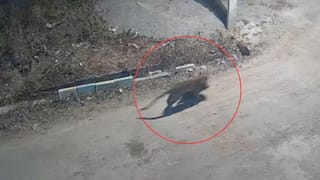 ಗಿಲ್ಲಿ ಗೆದ್ರೆ ಉಚಿತ ಪ್ರಯಾಣ: ಬೆಂಬಲ ಘೋಷಿಸಿದ ಆಟೋ ಡ್ರೈವರ್​ಗಳು