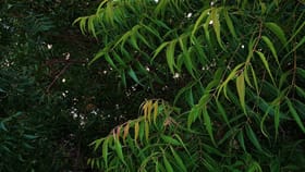 ಮನೆಯ ಸಮೀಪ ಬೇವಿನ ಮರ ಇರುವುದು ಶುಭವೇ? ವಾಸ್ತು ತಜ್ಞರ ಸಲಹೆ ಇಲ್ಲಿದೆ