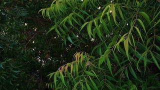 Red Coral Gemstone: ಹವಳವನ್ನು ಯಾರು ಧರಿಸಬಹುದು? ಇದರ ಪ್ರಯೋಜನ ಮತ್ತು ಧರಿಸುವ ವಿಧಾನ ತಿಳಿಯಿರಿ