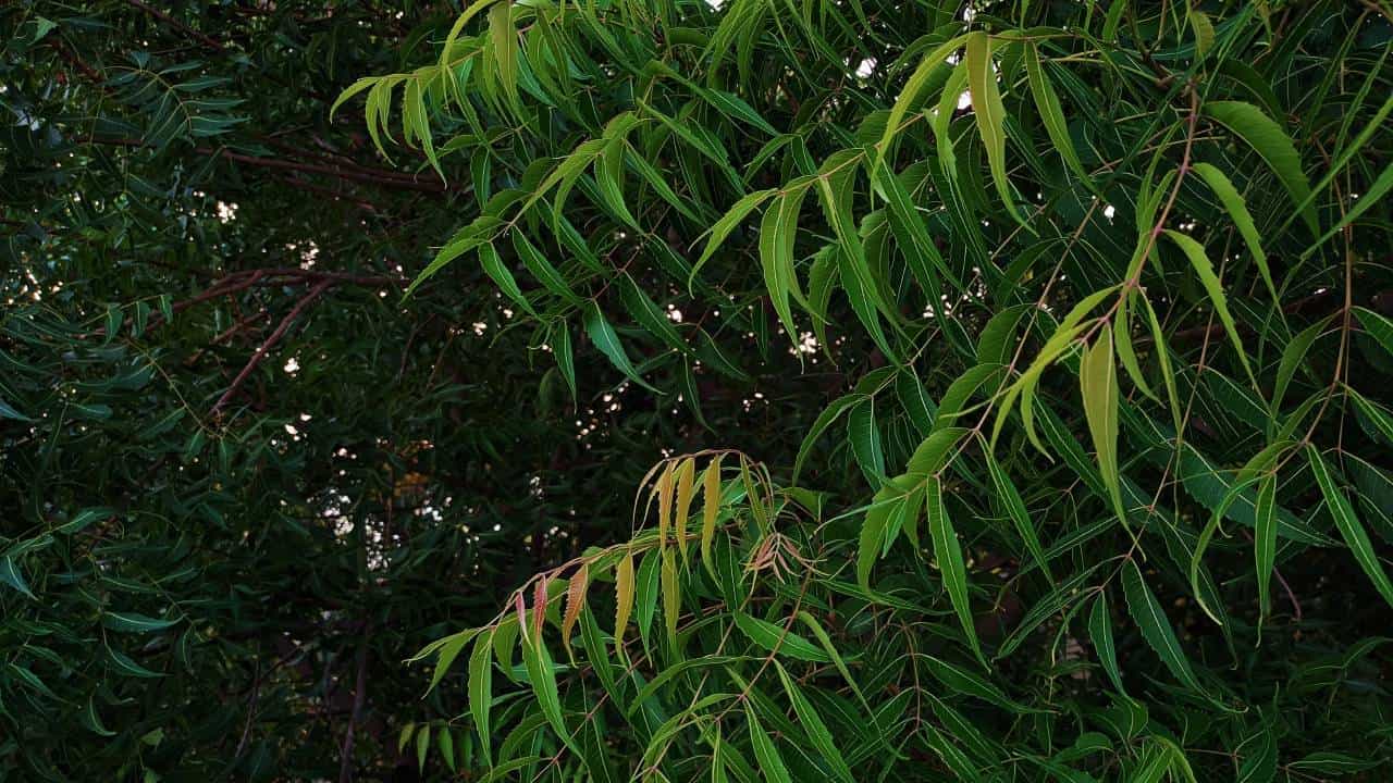 Neem Tree: ಮನೆಯ ಸಮೀಪ ಬೇವಿನ ಮರ ಇರುವುದು ಶುಭವೇ? ವಾಸ್ತು ತಜ್ಞರ ಸಲಹೆ ಇಲ್ಲಿದೆ Neem Tree: ಮನೆಯ ಸಮೀಪ ಬೇವಿನ ಮರ ಇರುವುದು ಶುಭವೇ? ವಾಸ್ತು ತಜ್ಞರ ಸಲಹೆ ಇಲ್ಲಿದೆ