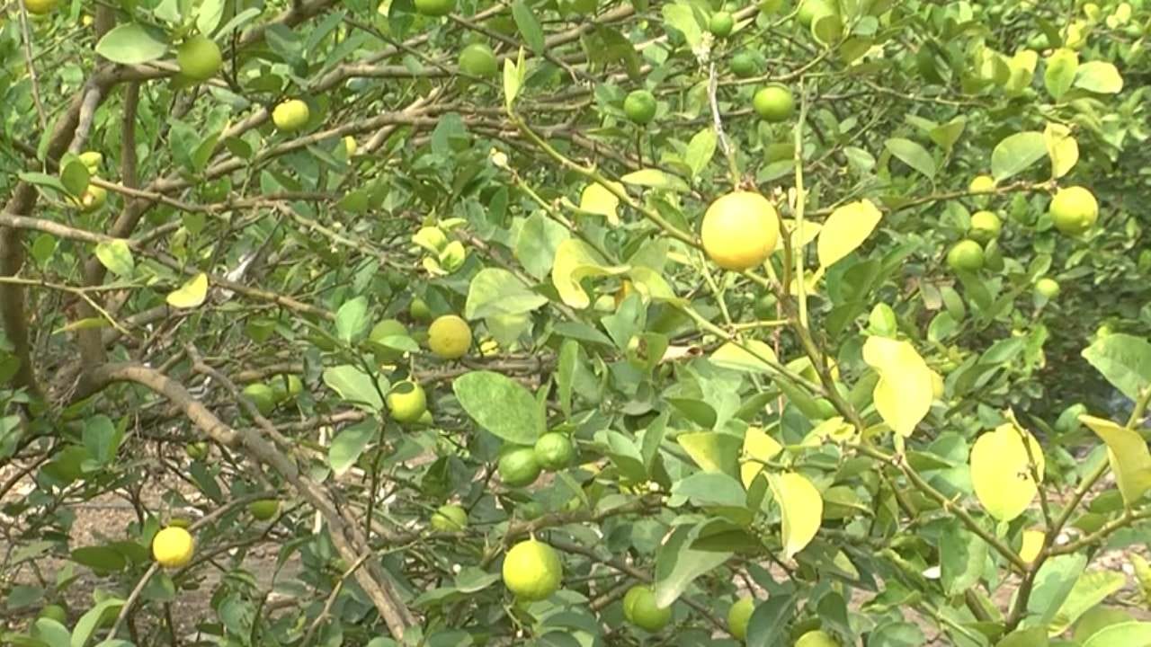 ಬೀದರ್ ಜಿಲ್ಲೆಯ ಔರಾದ್ ತಾಲೂಕಿನ ಕಾಶೆಂಪುರ ಗ್ರಾಮದ ರೈತ ಹತ್ತಾರು ವರ್ಷದಿಂದ ಸೋಯಾಬೀನ್, ತೊಗರಿ, ಉದ್ದು ಹೀಗೆ ಬೆಳೆ ಬೆಳೆದು ಹೈರಾಣಾಗಿದ್ದರು. ಆದರೆ ಈ ಆಧುನಿಕ ಯುಗದಲ್ಲಿ ಕೃಷಿಯಲ್ಲಿ ಏನಾದರೂ ಹೊಸದನ್ನ ಮಾಡಬೇಕೆಂದು ಯೋಚಿಸಿ ತನ್ನ ಹೊಲದಲ್ಲಿ ನಿಂಬೆ ಬೆಳೆದು ಕೈತುಂಬಾ ಹಣ ಸಂಪಾದಿಸುತ್ತಿದ್ದಾರೆ. ಆ ಮೂಲಕ ಕೈ ಕೆಸರಾದರೆ ಬಾಯಿ ಮೊಸರು ಅನ್ನೋ ಮಾತನ್ನು ಅಕ್ಷರಶಃ ಸತ್ಯ ಮಾಡಿದ್ದಾರೆ.