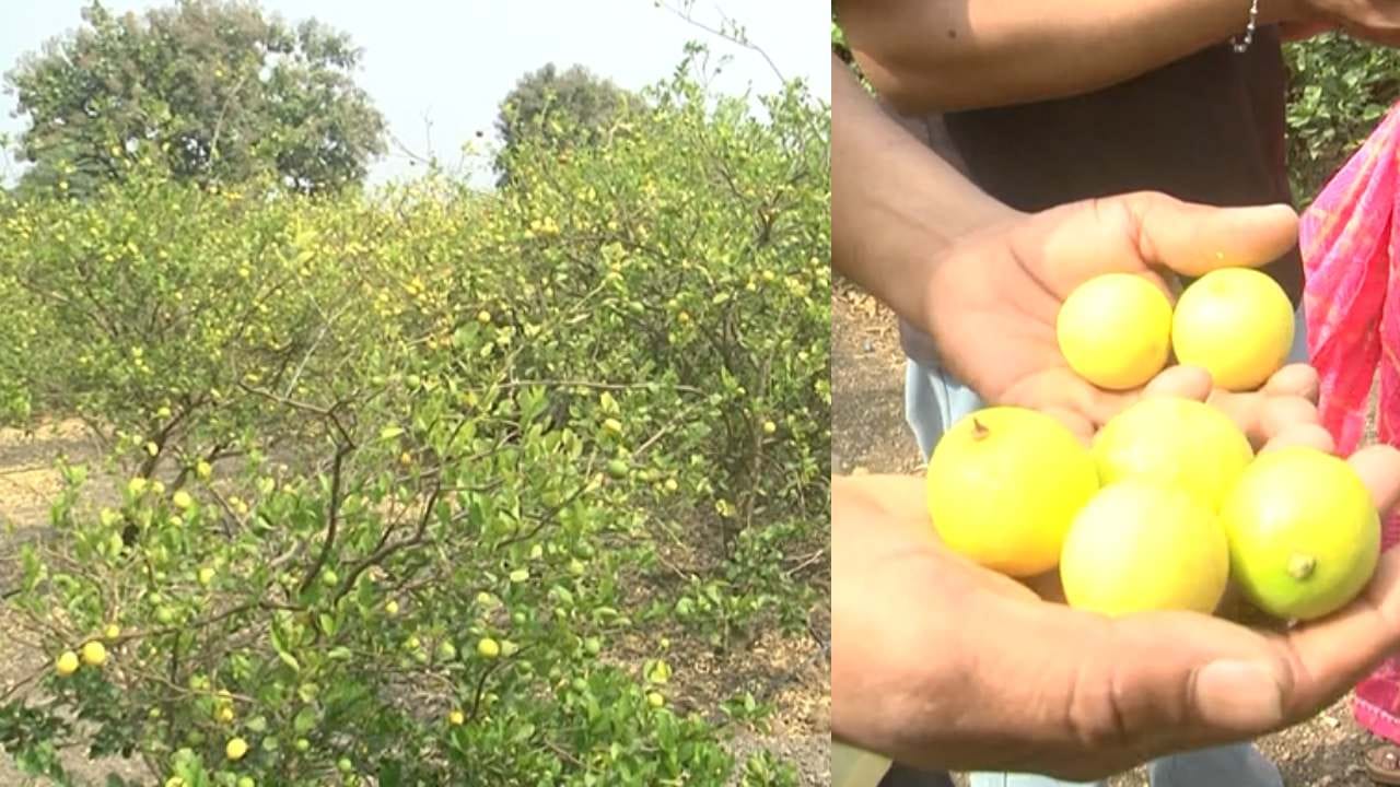 ನಿಂಬೆ ಹೆಚ್ಚು ಲಾಭದಾಯಕ ಕೃಷಿ ಎಂದು ಅರಿತುಕೊಂಡ ರಾಮ್ ರೆಡ್ಡಿ, ತನ್ನ ಒಂದೂವರೆ ಎಕರೆಯಷ್ಟು ಜಮೀನಿನಲ್ಲಿ ನಿಂಬೆ ನಾಟಿ ಮಾಡಿದ್ದಾರೆ. ಒಂದೂವರೆ ಎಕರೆಯಲ್ಲಿ ಸುಮಾರು 360 ನಿಂಬೆ ಗಿಡಗಳನ್ನು ಹಚ್ಚಿದ್ದಾರೆ. ಕಳೆದ ಮೂರು ವರ್ಷದಿಂದ ಒಂದು ನಿಂಬೆ ಗಿಡ ಸರಾಸರಿ 40 ರಿಂದ 60 ಕೆ.ಜಿ ವರೆಗೆ ನಿಂಬೆ ಕೊಡುತ್ತಿದೆ.