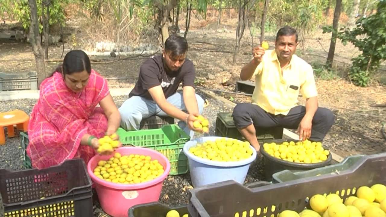 ನಿಂಬೆ ಗಿಡಗಳು ನಾಟಿ ಮಾಡಿದ 12 ವರ್ಷದವರೆಗೆ ಹಣ್ಣು ಕೊಡುತ್ತದೆ. ಆಮೇಲೆ ಇಳುವರಿ ಕಡಿಮೆಯಾಗುತ್ತಾ ಹೋಗುತ್ತದೆ, ಹೀಗಾಗಿ 12 ವರ್ಷ ಆದ ಮೇಲೆ ನಿಂಬೆ ಗಿಡಗಳನ್ನ ತೆಗೆದು ಮತ್ತೆ ಬೇರೆ ನಿಂಬೆ ಸಸಿ ನಾಟಿ ಮಾಡಲಾಗುತ್ತದೆ. ಈಗ ಒಂದೂವರೆ ಎಕರೆಯಷ್ಟು ನಿಂಬೆ ನಾಟಿ ಮಾಡಿ ಐದು ವರ್ಷ ಕಳೆದಿದ್ದು, ಹೀಗಾಗಿ ಮತ್ತೆ ಎರಡು ಎಕರೆ ಈ ವರ್ಷ ನಿಂಬೆ ನಾಟಿ ಮಾಡಿದ್ದಾರೆ.