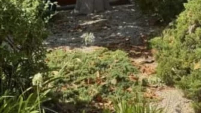 ನೀವು ಬುದ್ಧಿವಂತರೇ, ಈ ಚಿತ್ರದಲ್ಲಿರುವ ಬೆಕ್ಕನ್ನು ಹುಡುಕಿ ನೋಡೋಣ