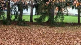 ಈ ಚಿತ್ರದಲ್ಲಿ ಅಡಗಿ ಕುಳಿತಿರುವ ಶ್ವಾನವನ್ನು ಗುರುತಿಸಬಲ್ಲಿರಾ