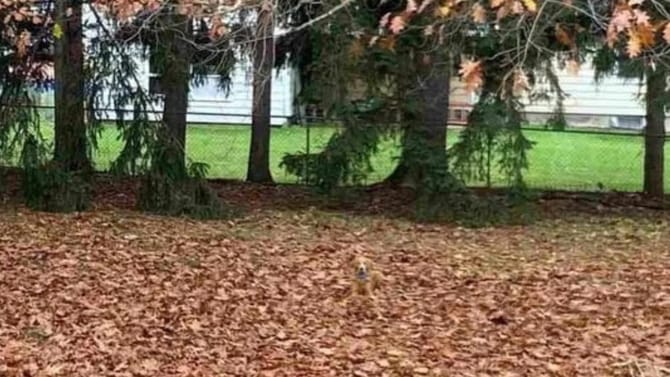 ಈ ಚಿತ್ರದಲ್ಲಿ ಅಡಗಿ ಕುಳಿತಿರುವ ಶ್ವಾನವನ್ನು ಗುರುತಿಸಬಲ್ಲಿರಾ