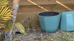 ಈ ಚಿತ್ರದಲ್ಲಿರುವ ಹಲ್ಲಿಯನ್ನು ಪತ್ತೆ ಹಚ್ಚಲು ನಿಮ್ಮಿಂದ ಸಾಧ್ಯವೇ?