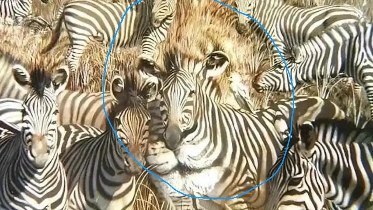 Optical Illusion Answer