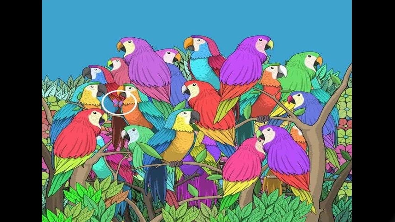 Optical Illusion Answer