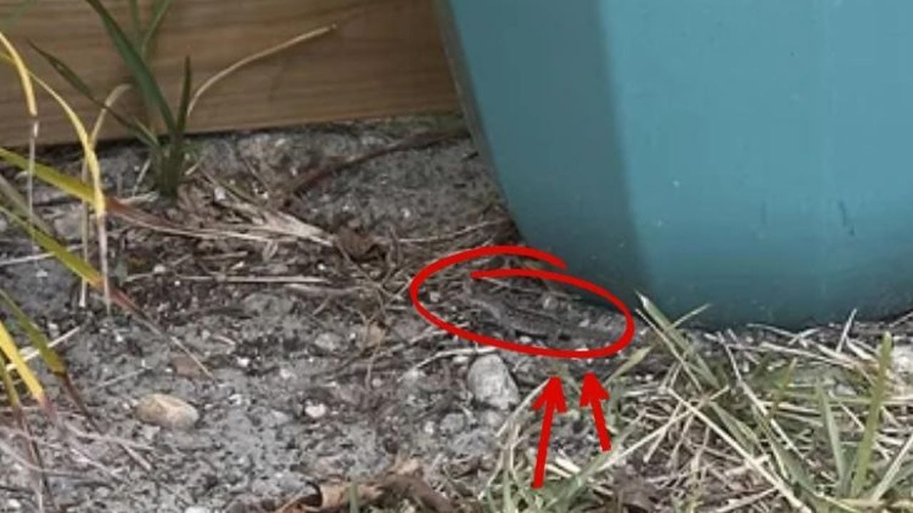 Optical Illusion Answer