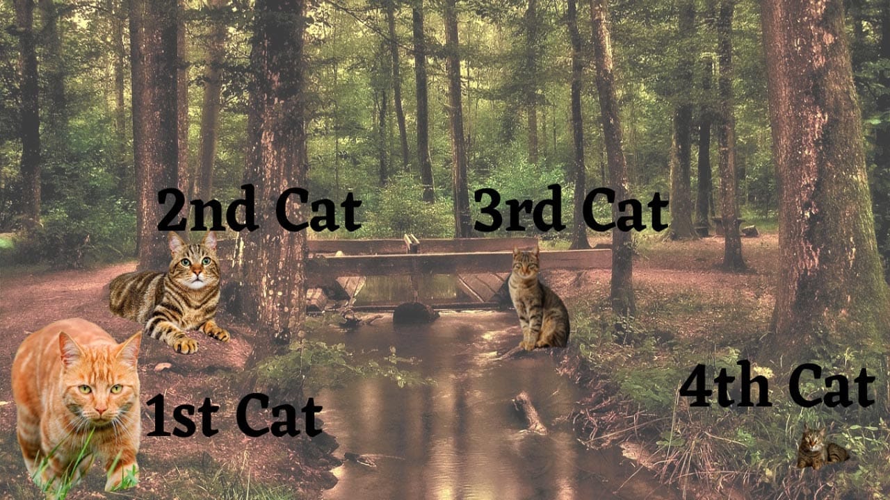 Optical Illusion Answer