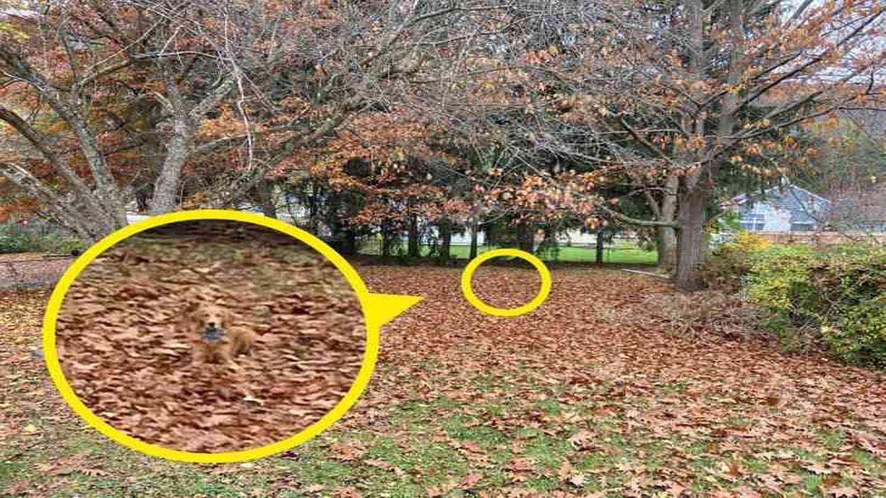 Optical Illusion Answer