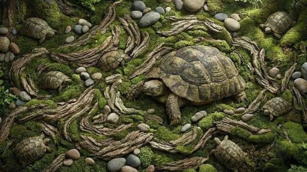 Optical Illusion Image