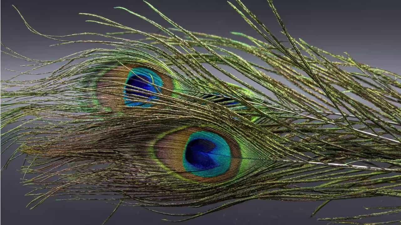 Peacock Feather Vastu: ಮನೆಯ ಈ 5 ಸ್ಥಳಗಳಲ್ಲಿ ನವಿಲು ಗರಿ ಇರಿಸಿ; ಹಣಕ್ಕೆಂದೂ ಕೊರತೆಯಾಗದು!