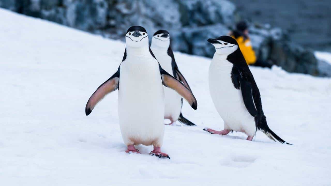 Penguin Awareness Day 2026: ಬದಲಾಗುತ್ತಿರುವ ಹವಾಮಾನದಿಂದಾಗಿ ಪೆಂಗ್ವಿನ್‌ಗಳ ಅಸ್ತಿತ್ವಕ್ಕೆ ಎದುರಾಗಿದೆ ಅಪಾಯ