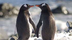 ಪ್ರೀತಿ ಮಾಡಿದ್ರೆ ಈ ಪೆಂಗ್ವಿನ್‌ಗಳಂತೆ ಮಾಡಬೇಕು