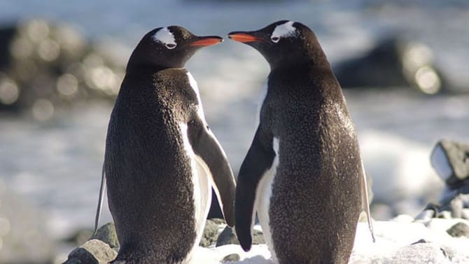 ಪ್ರೀತಿ ಮಾಡಿದ್ರೆ ಈ ಪೆಂಗ್ವಿನ್‌ಗಳಂತೆ ಮಾಡಬೇಕು
