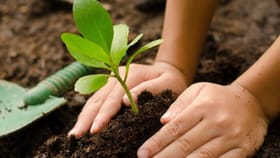 ಪಿತೃಗಳ ಹೆಸರಿನಲ್ಲಿ ಗಿಡ ನೆಡುವುದರ ಮಹತ್ವ ಮತ್ತು ಆಧ್ಯಾತ್ಮಿಕ ಪ್ರಯೋಜನಗಳು