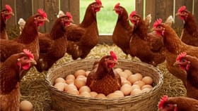 ಈ ಚಳಿಗೆ ಗ್ರಾಹಕರಿಗೆ ಶಾಕ್​​​ ಕೊಟ್ಟ ಕೋಳಿ