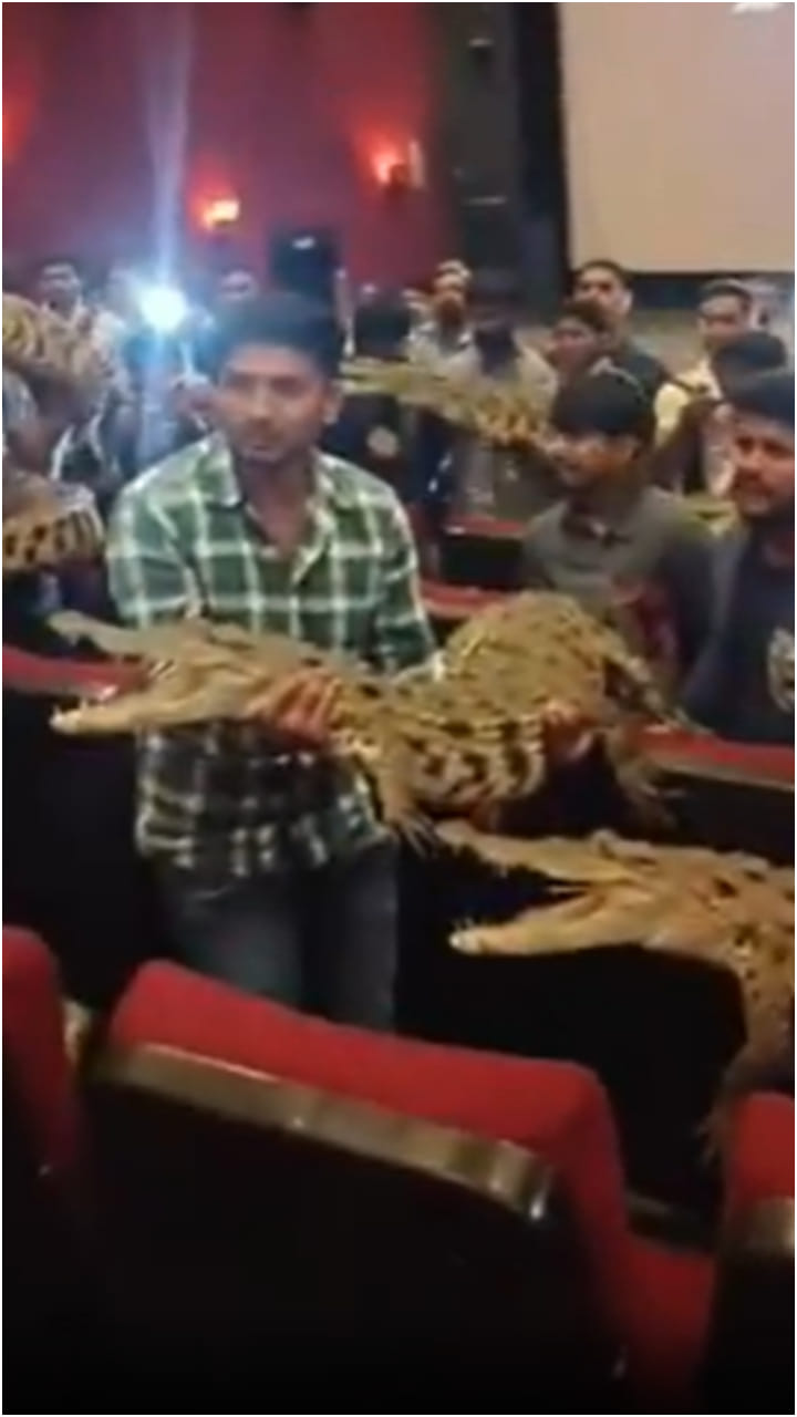 ಚಿತ್ರಮಂದಿರದ ಒಳಗೆ ಮೊಸಳೆ