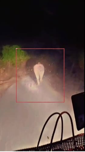 ರಸ್ತೆ ಮಧ್ಯ ಬಸ್​​ಗೆ ಅಡ್ಡನಿಂತ ಒಂಟಿ ಸಲಗ