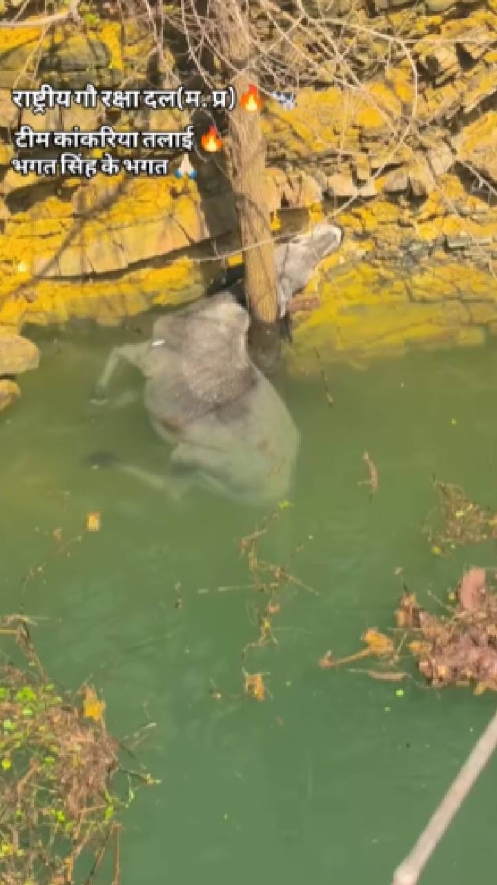 ಬಾವಿಗೆ ಬಿದ್ದು ನರಳಾಡುತ್ತಿದ್ದ ದನವನ್ನು ರಕ್ಷಿಸಿದ ಯುವಕರ ತಂಡ