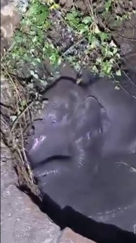 ಗುಂಡಿಗೆ ಬಿದ್ದು ಮರಿಯಾನೆ ಪರದಾಟ