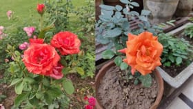 ಮನೆಯ ಅಂಗಳದಲ್ಲಿ ಗುಲಾಬಿ ಗಿಡ ನೆಡುವ ಮುನ್ನ ಈ ವಿಷಯ ತಿಳಿದುಕೊಳ್ಳಿ