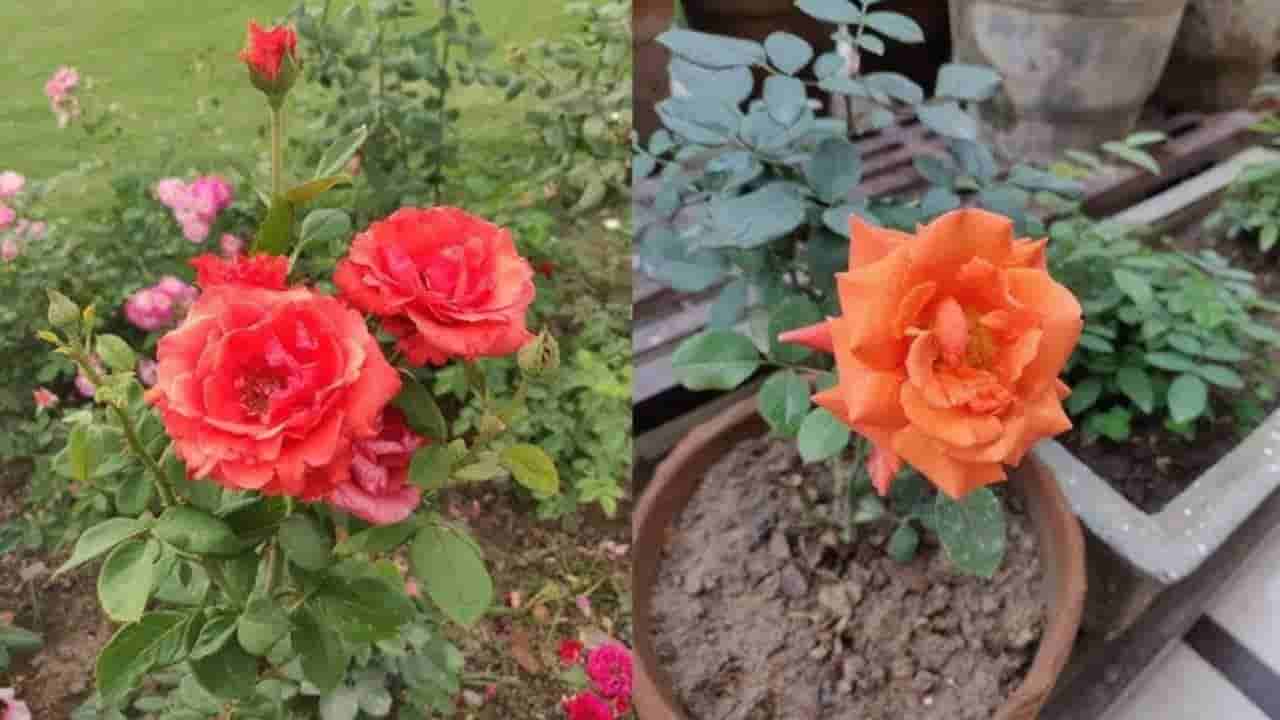 Rose Plant: ಮನೆಯ ಅಂಗಳದಲ್ಲಿ ಗುಲಾಬಿ ಗಿಡ ನೆಡುವ ಮುನ್ನ ಈ ವಿಷಯ ತಿಳಿದುಕೊಳ್ಳಿ